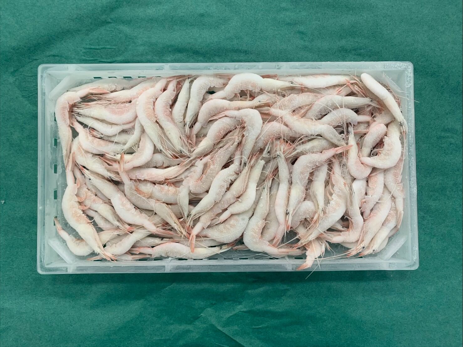 生冷 殻付シロエビ