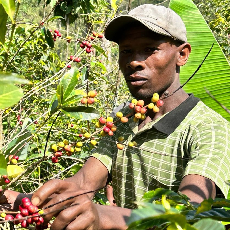 エチオピア カッファ マザーツリー ボンガ ウォッシュ G1