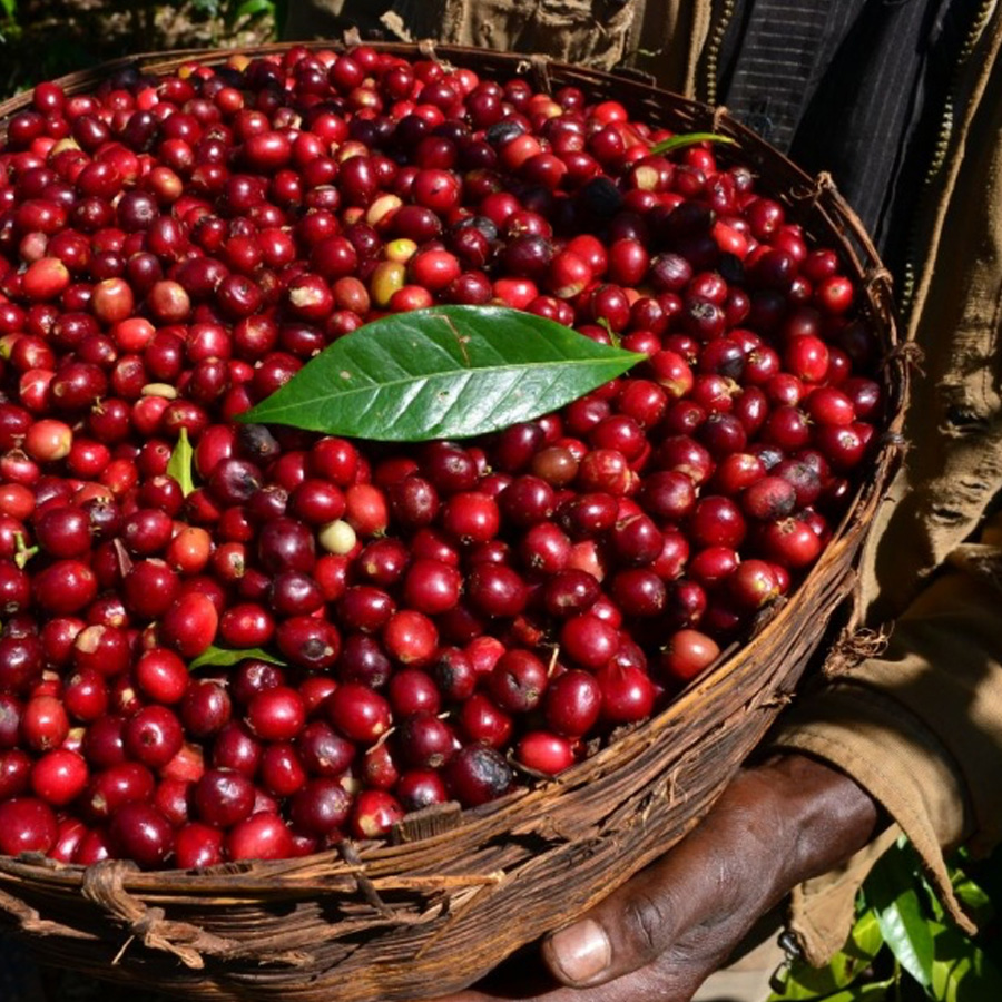エチオピア ジマ ゲラ農園 ウォッシュ G1