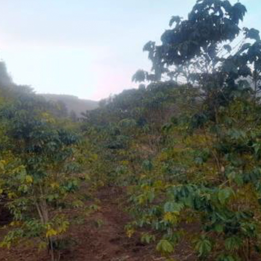 エチオピア ゴールデンビーンズ ハラー メルカ バロ ナチュラル G3