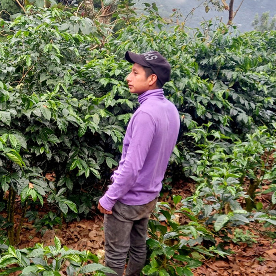 グアテマラ ウエウエテナンゴ ベレン農園 ウォッシュ SHB