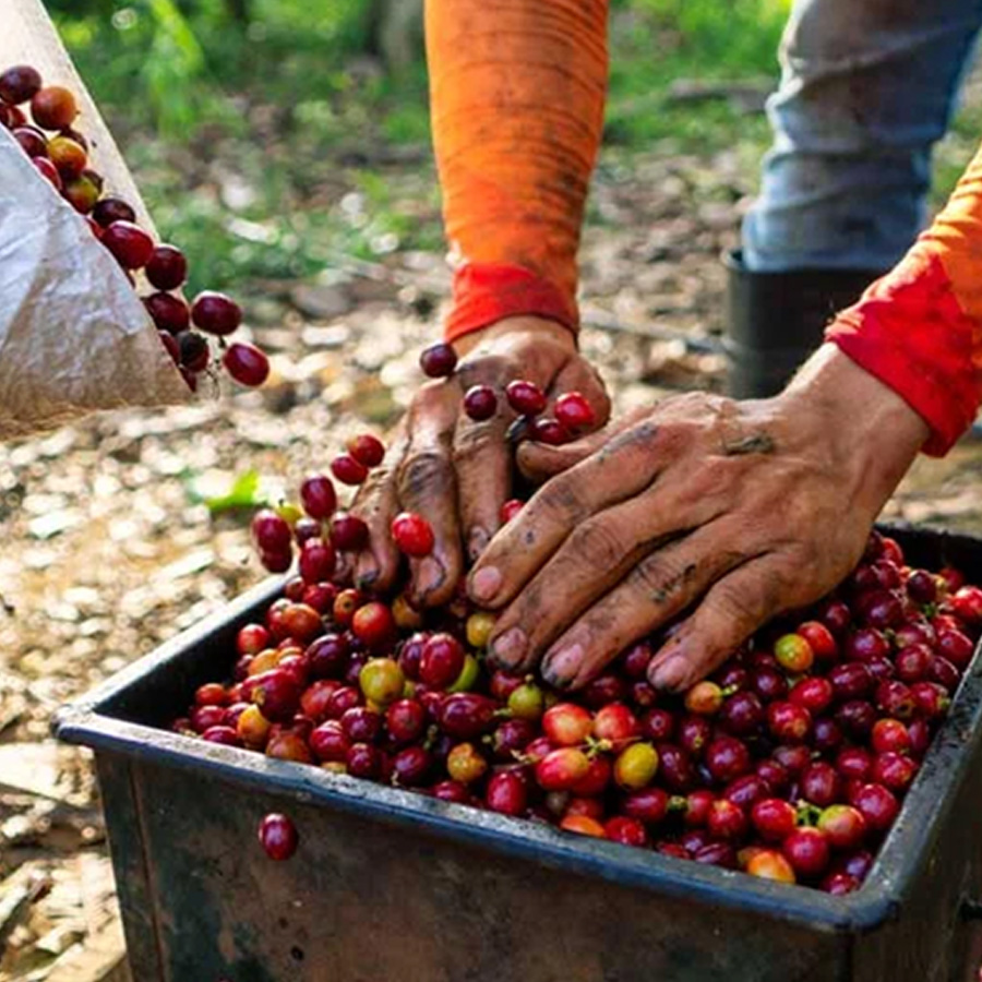 【JAS認証】コロンビア トリマ カフェグランデ農協 エルビノ ウォッシュ エクセルソ EP