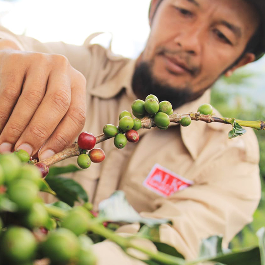 インドネシア クリンチマウンテン コピ ジェルク スマトラ式 G1