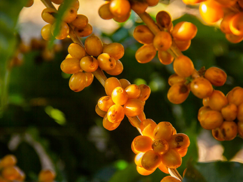 ブラジル アマレロチョコラーダ イエローブルボン コロコロピーベリー ナチュラル NY2/3