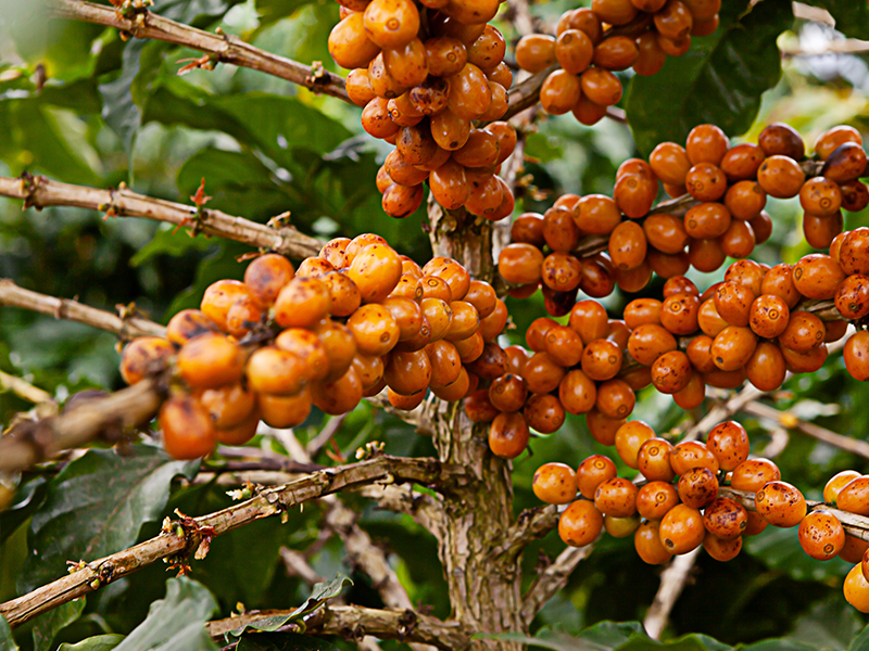 ブラジル トロピカルバイーア スイート ナチュラル No.2