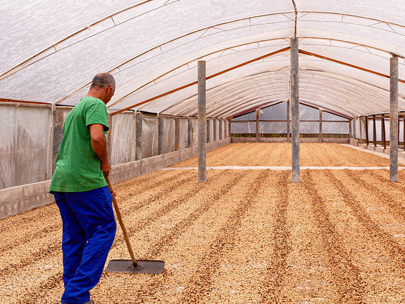 ブラジル トロピカルバイーア ルビー ナチュラル No.2