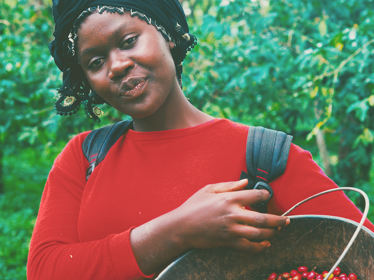 カメルーン ンベサ ジャイアントピーベリー ウォッシュ G1