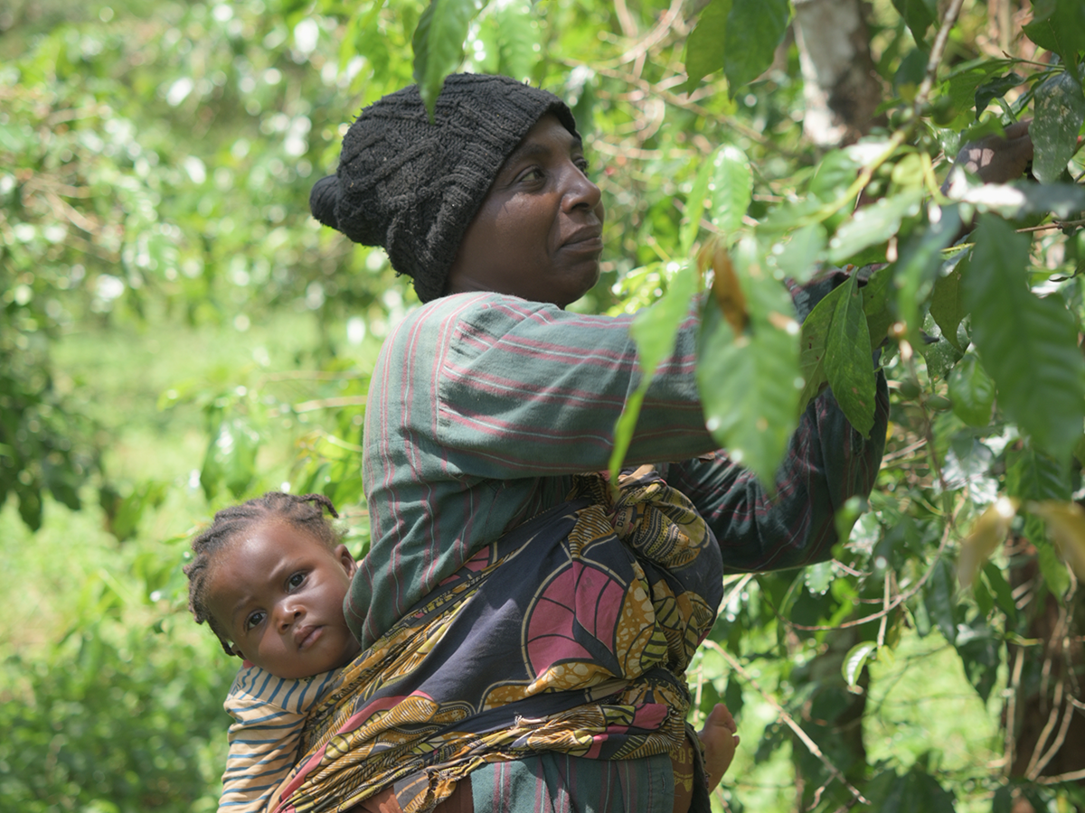 カメルーン ンベサ ピーベリー ウォッシュ G1