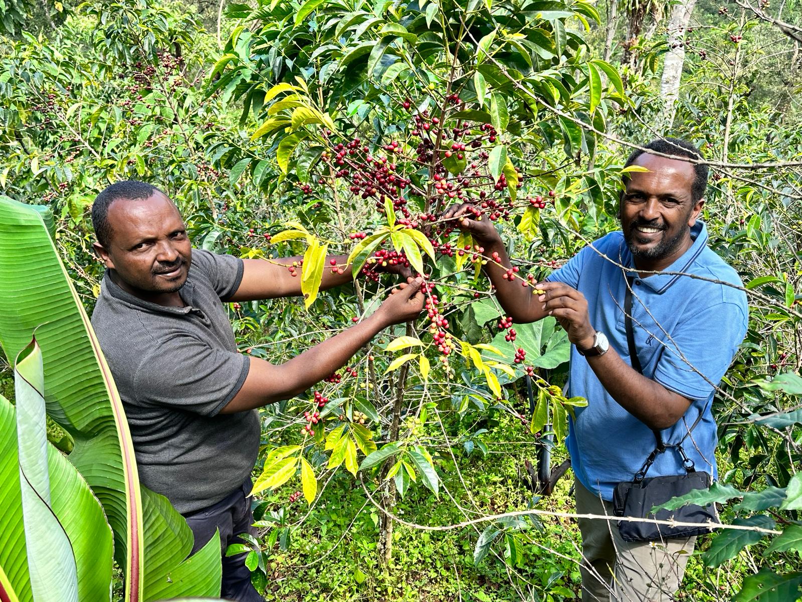 エチオピア Co-NECT イルガチェフェ アリーチャ レラ ウォッシュ G1