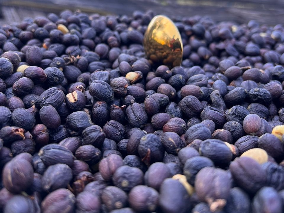 エチオピア Co-NECT グジ ウラガ ゴゴグ ワイン ナチュラル G1