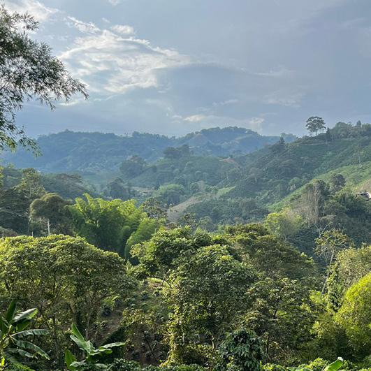 Leira