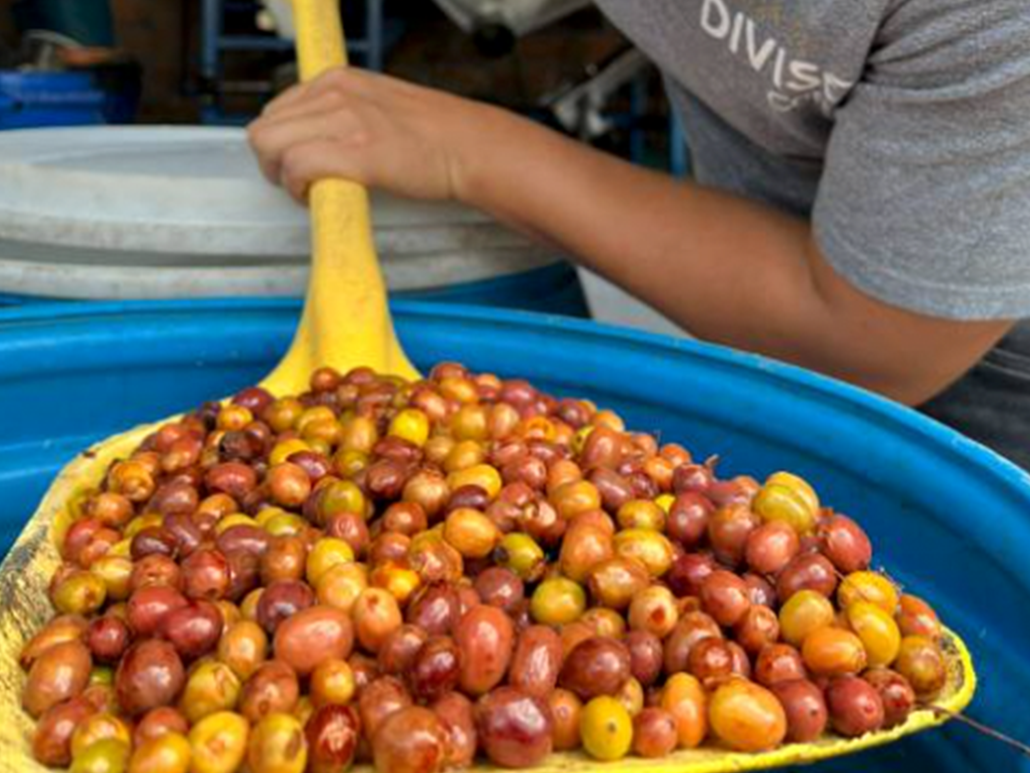 コロンビア ウィラ エルディビゾ ピンクブルボン アナエロビックウォッシュ