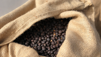 beans