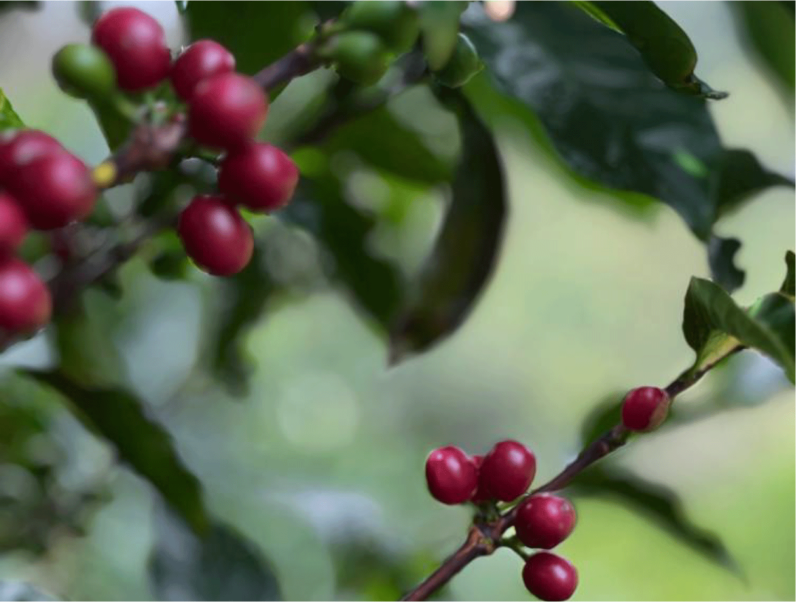 エクアドル エリザ農園 ティピカメホラード アナエロビックウォッシュ