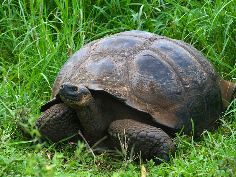 エクアドル ガラパゴス ウォッシュ