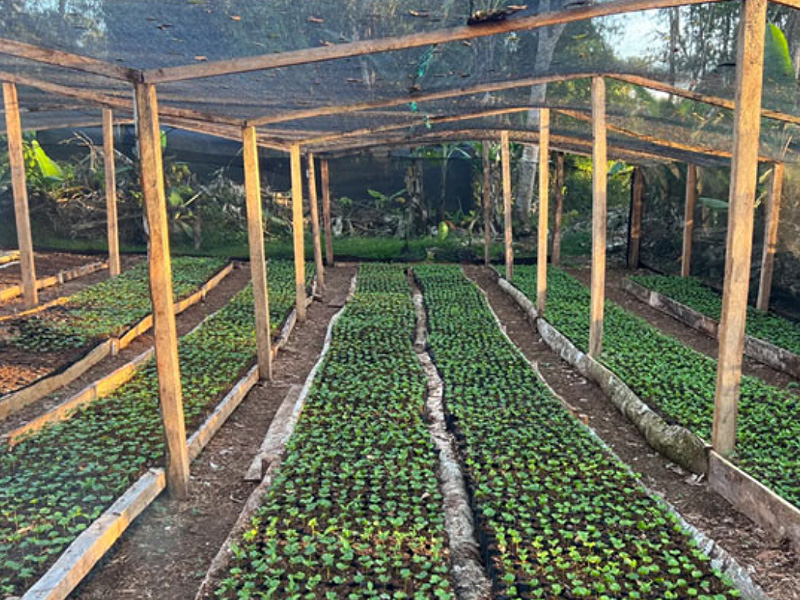 エクアドル マイクロロット ゲイシャ ナチュラル＆ハニーミックスプロセス