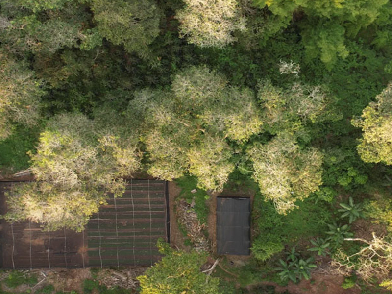 エクアドル マイクロロット シドラ アナエロビックハニー CO2