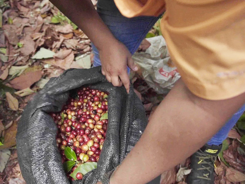 エクアドル マイクロロット シドラ アナエロビックウォッシュ