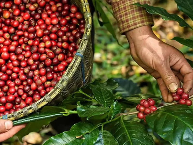 エクアドル マイクロロット ティピカメホラード ウォッシュ
