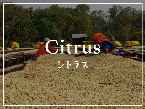 シトラス
