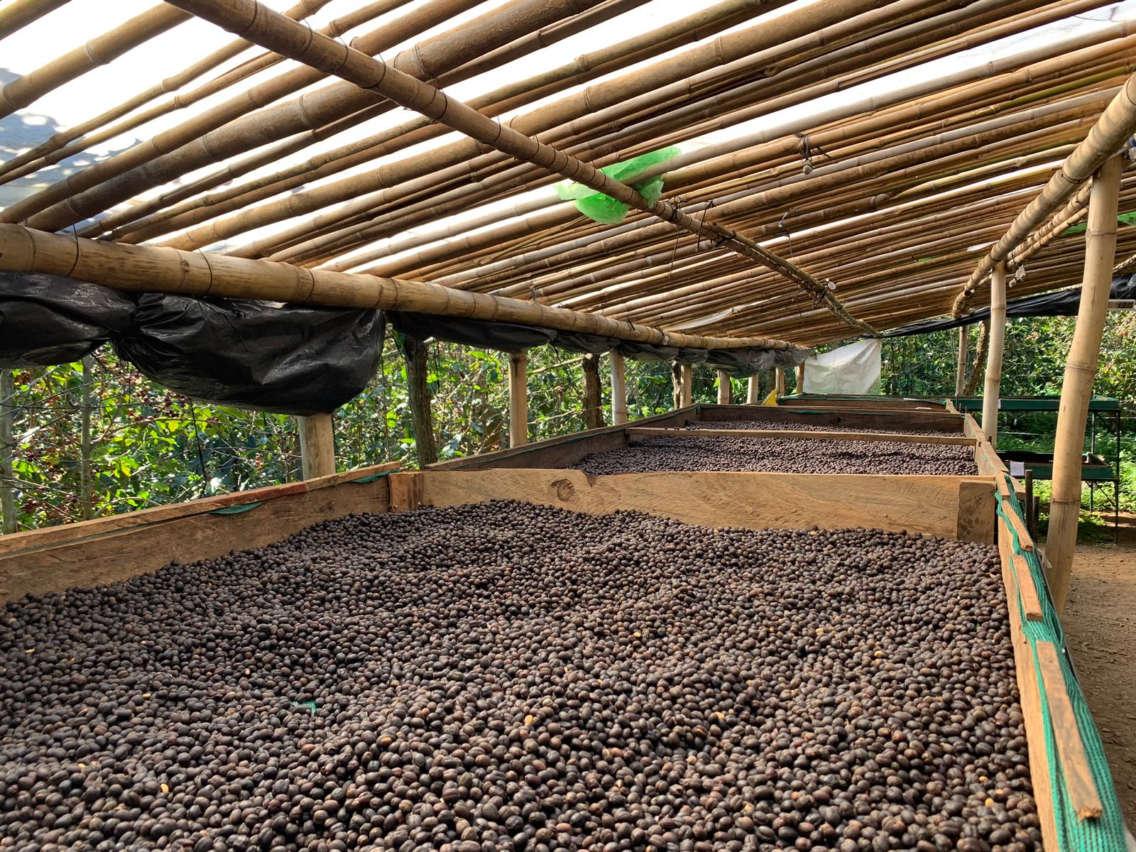 エルサルバドル プエルト アルトゥロ農園 マイクロロット ナチュラル SHG