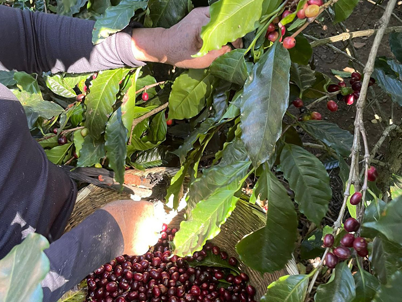 エルサルバドル 生豆 | 海ノ向こうコーヒー | 【生豆・卸】海ノ向こう