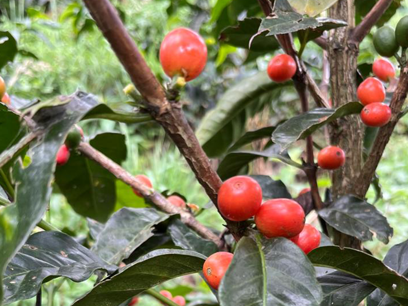 エクアドル エリザ農園 ゲイシャ ダブルファーメンテッド アナエロビックウォッシュ