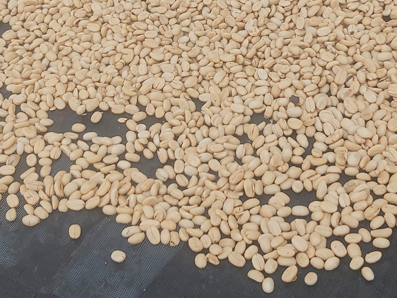 エクアドル ドルチェカフェ農園 ハビエル・カストロさん シドラ ウォッシュ