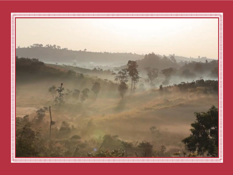 エチオピア ゲシャビレッジ シェワ・ジバブ ナチュラル G1 【レッドラベル】