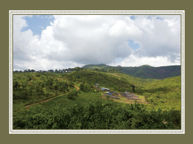 エチオピア ゲシャビレッジ オマ セミアナエロビック ナチュラル G1 【ゴールドラベル】