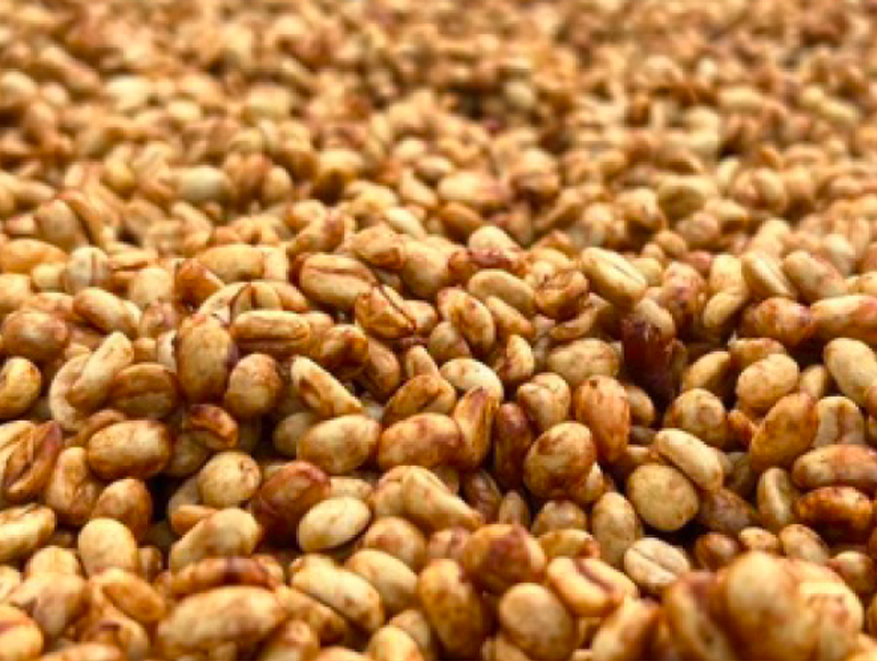 エチオピア Co-NECT グジ シャキッソ ゴールデンハニー G1