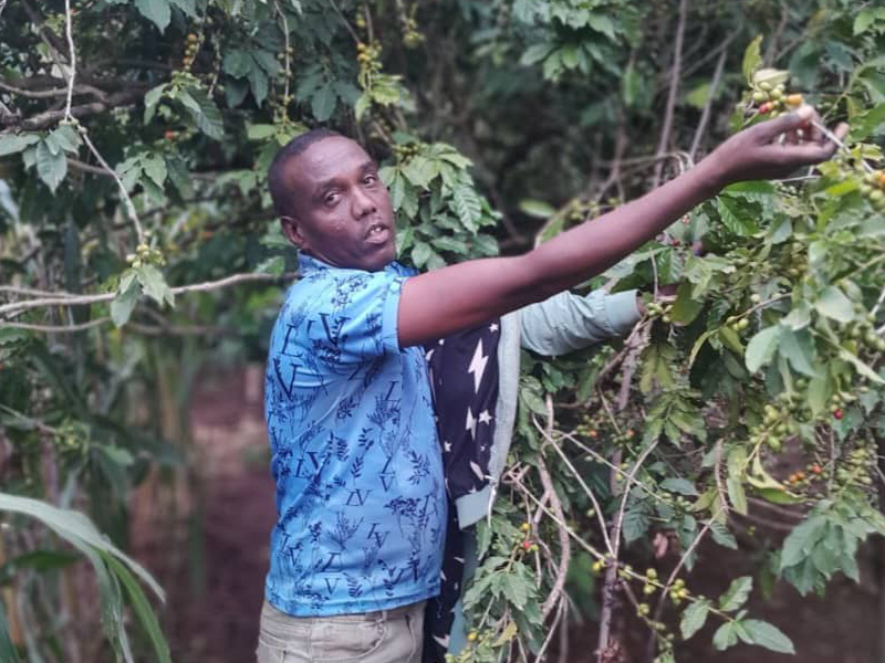 エチオピア ゴールデンビーンズ ハラー メルカ バロ ナチュラル G3