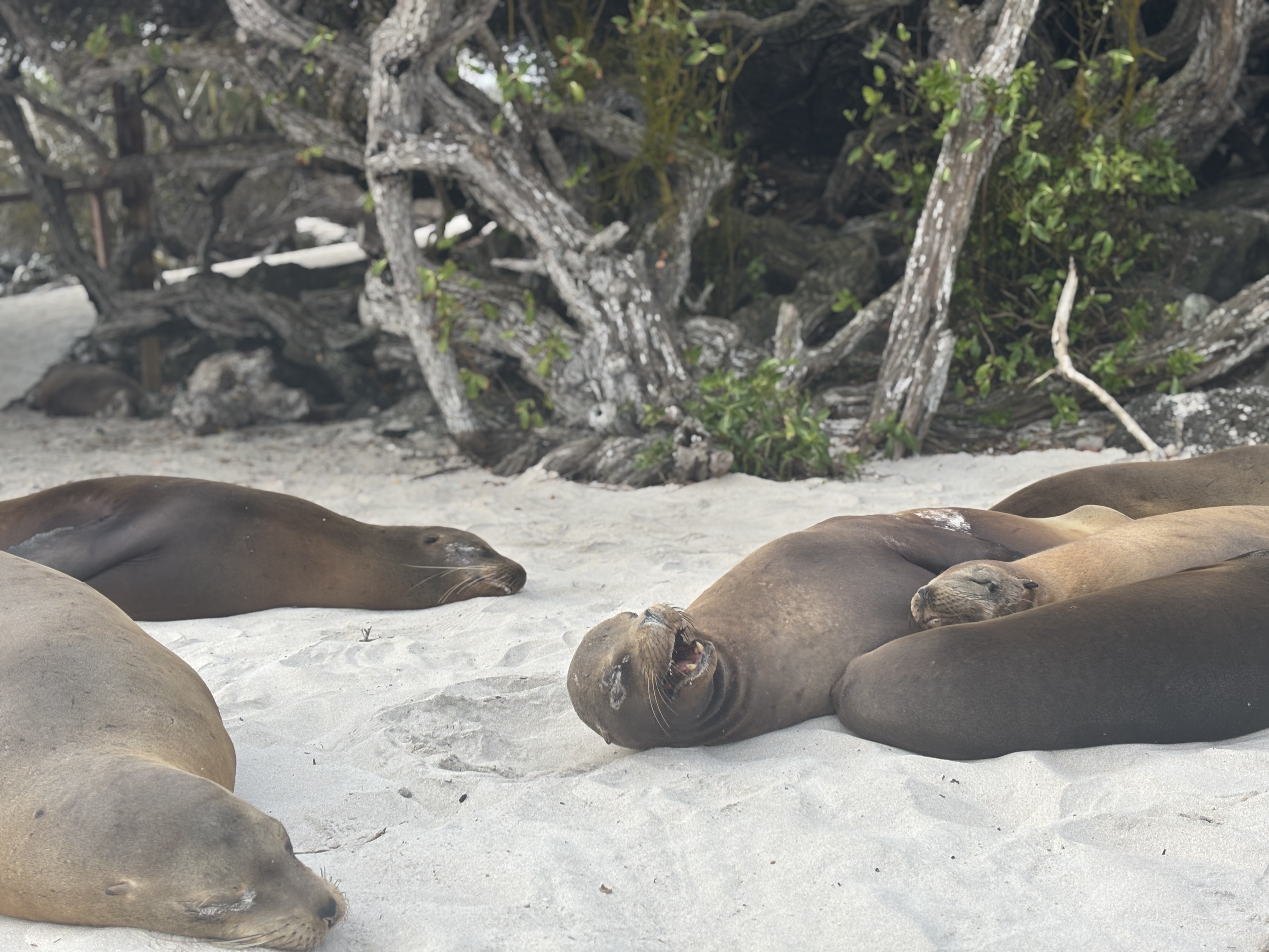 エクアドル ガラパゴス エル・アマリージョ農園 ウォッシュ