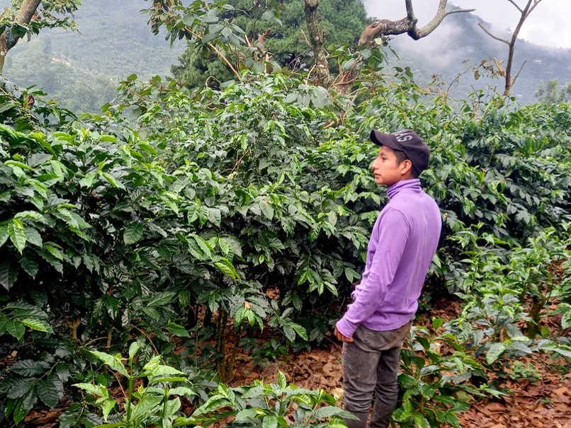 グアテマラ ウエウエテナンゴ ベレン農園 ウォッシュ SHB