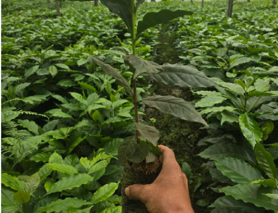 植え付けを行う苗木