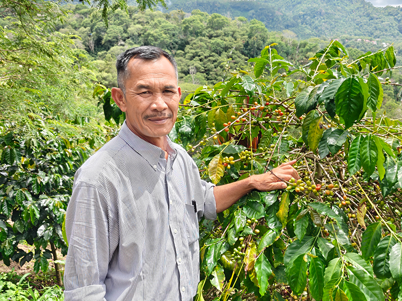 インドネシア マンデリン アチェ バンダガヨ スマトラ式 G1