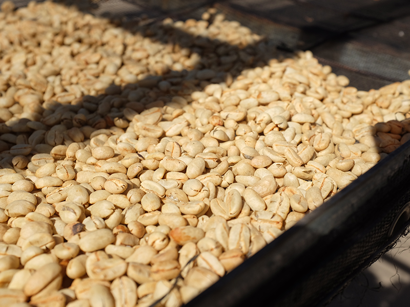 ニカラグア ブエノスアイレス マラカツーラ フリーウォッシュ SHG