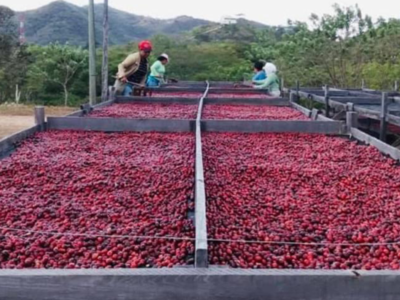 ニカラグア マイクロロット サンタマリア・デ・ロールデス農園 マルセレサ アナエロビックナチュラル SHG