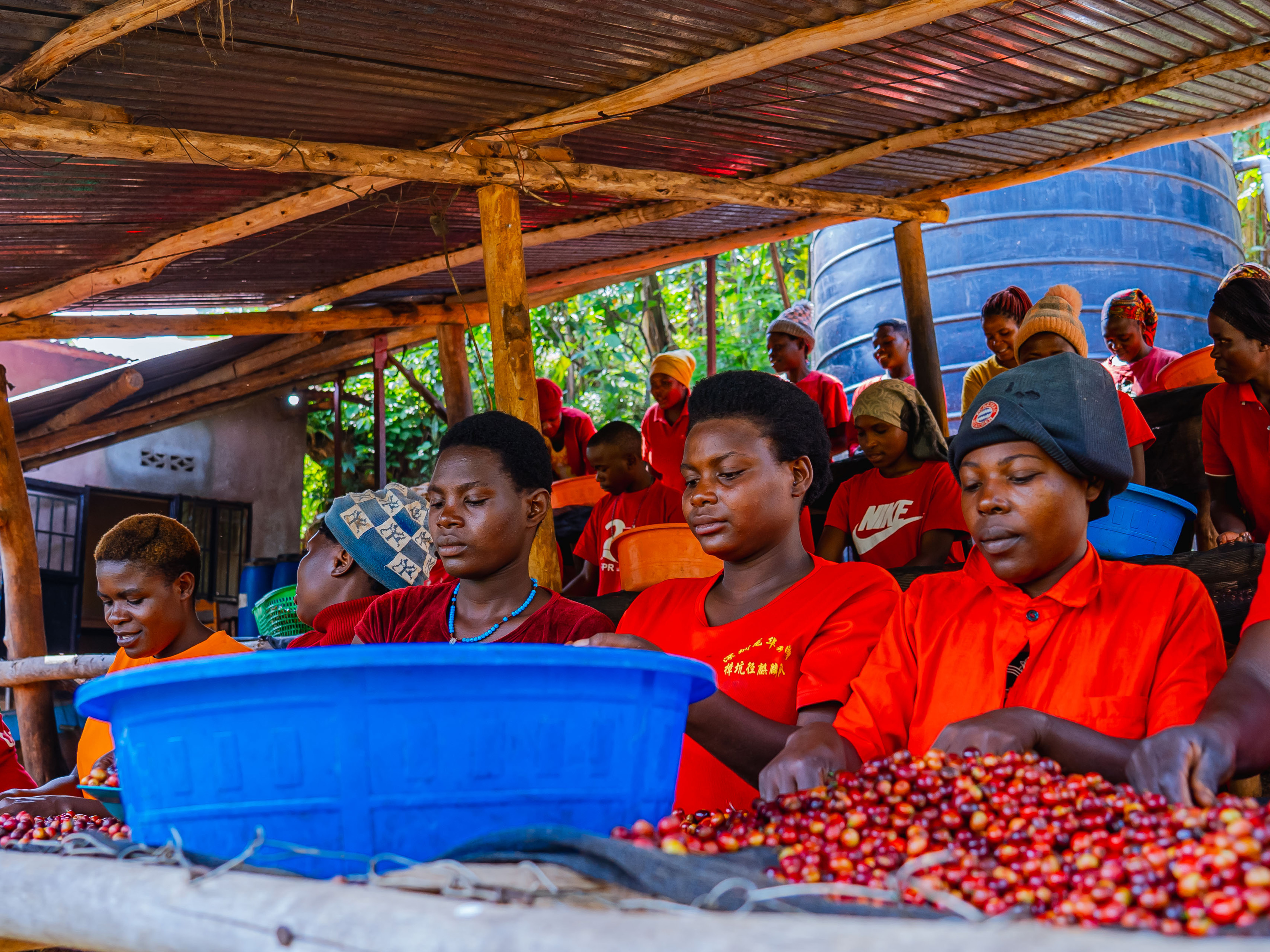 ルワンダ バホコーヒー ンゴマウォッシングステーション ナチュラル