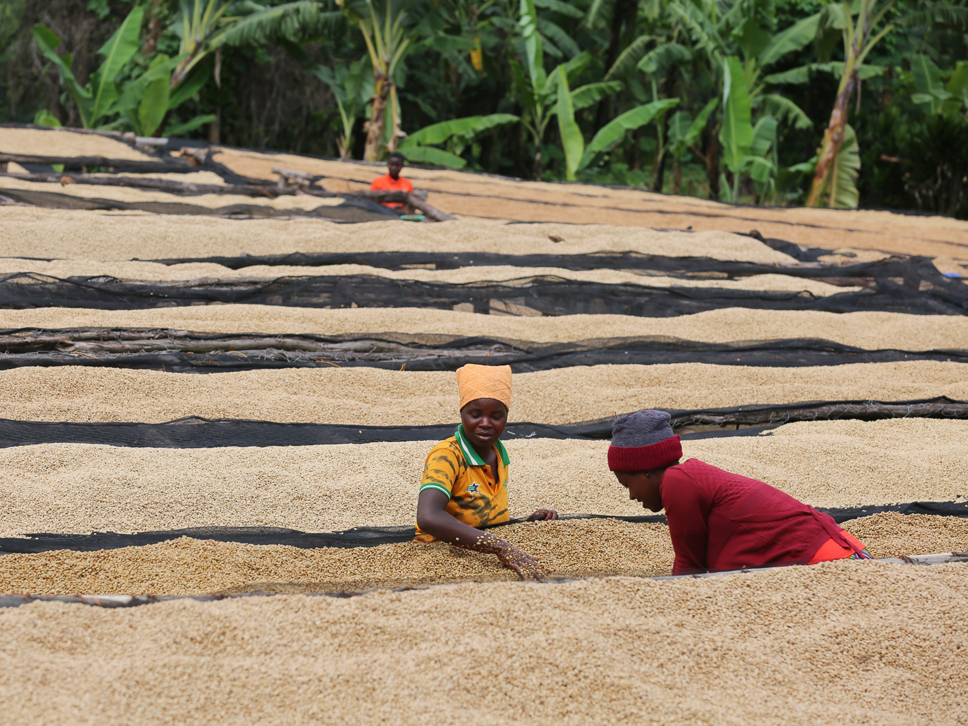 ルワンダ バホコーヒー フムレウォッシングステーション ウォッシュ A