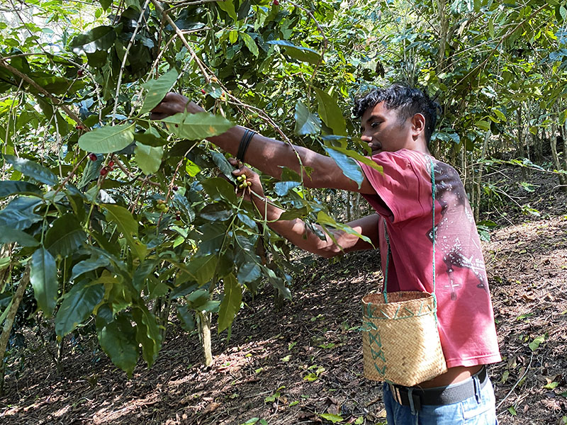 【JAS認証】東ティモール マイクロロット レヌマタ村 ウォッシュ