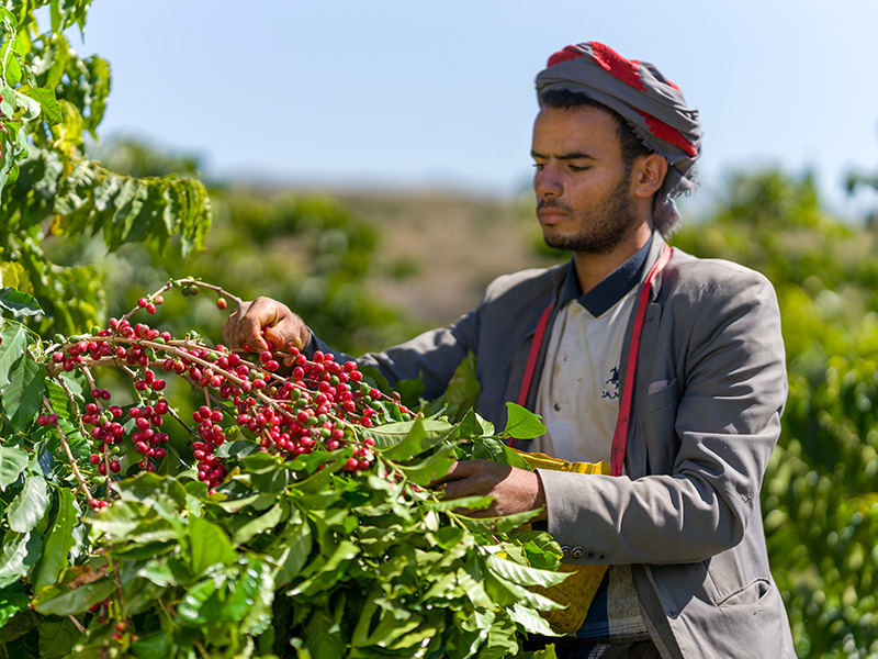 イエメン モカハラズ モハメド・アリさん ナチュラル