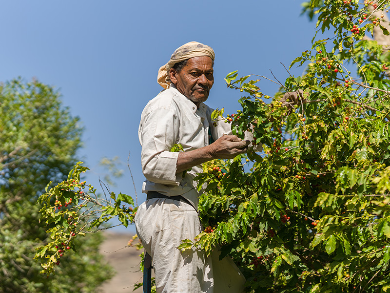 イエメン モカマタリ アルハブリさん ピーベリー アナエロビックナチュラル