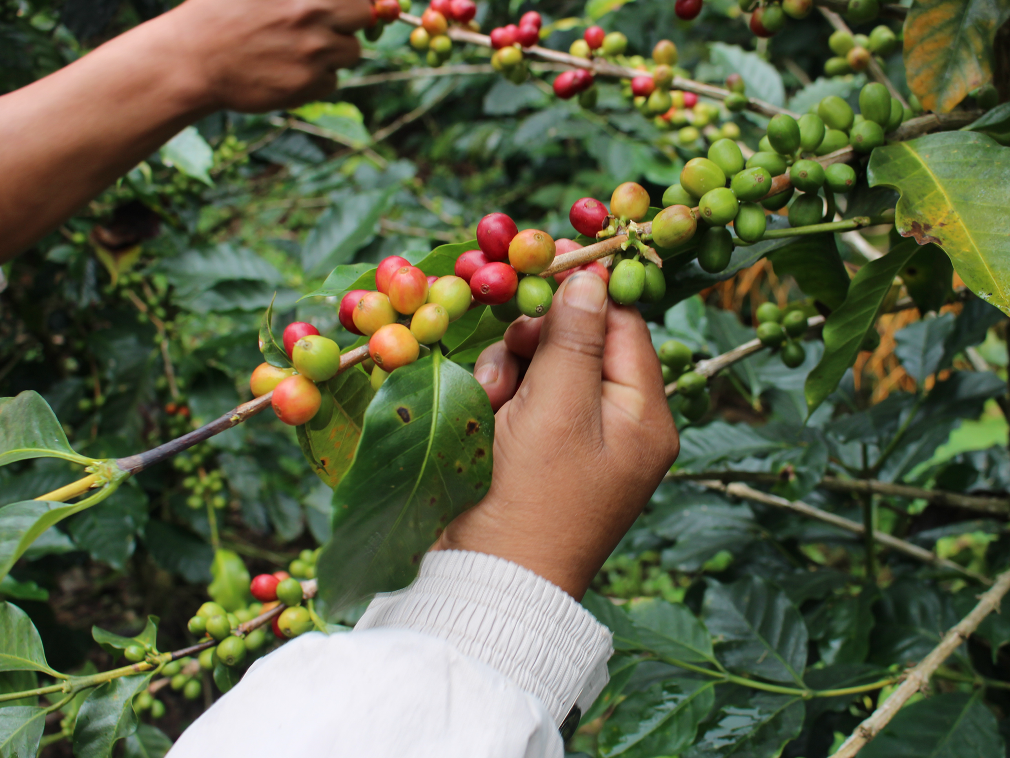 【デカフェ】メキシコ チアパス フィンカ ドンラファ ウォッシュ SHG