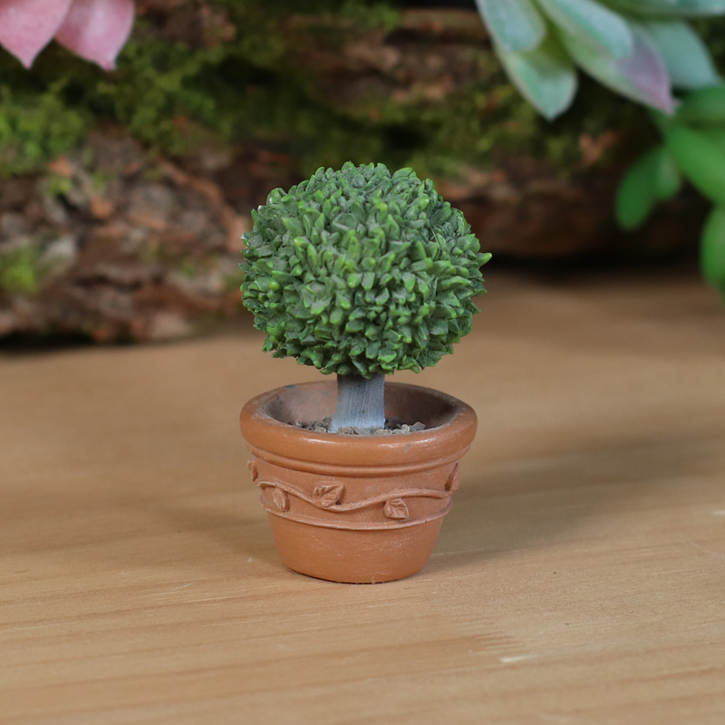 ローレル鉢植え