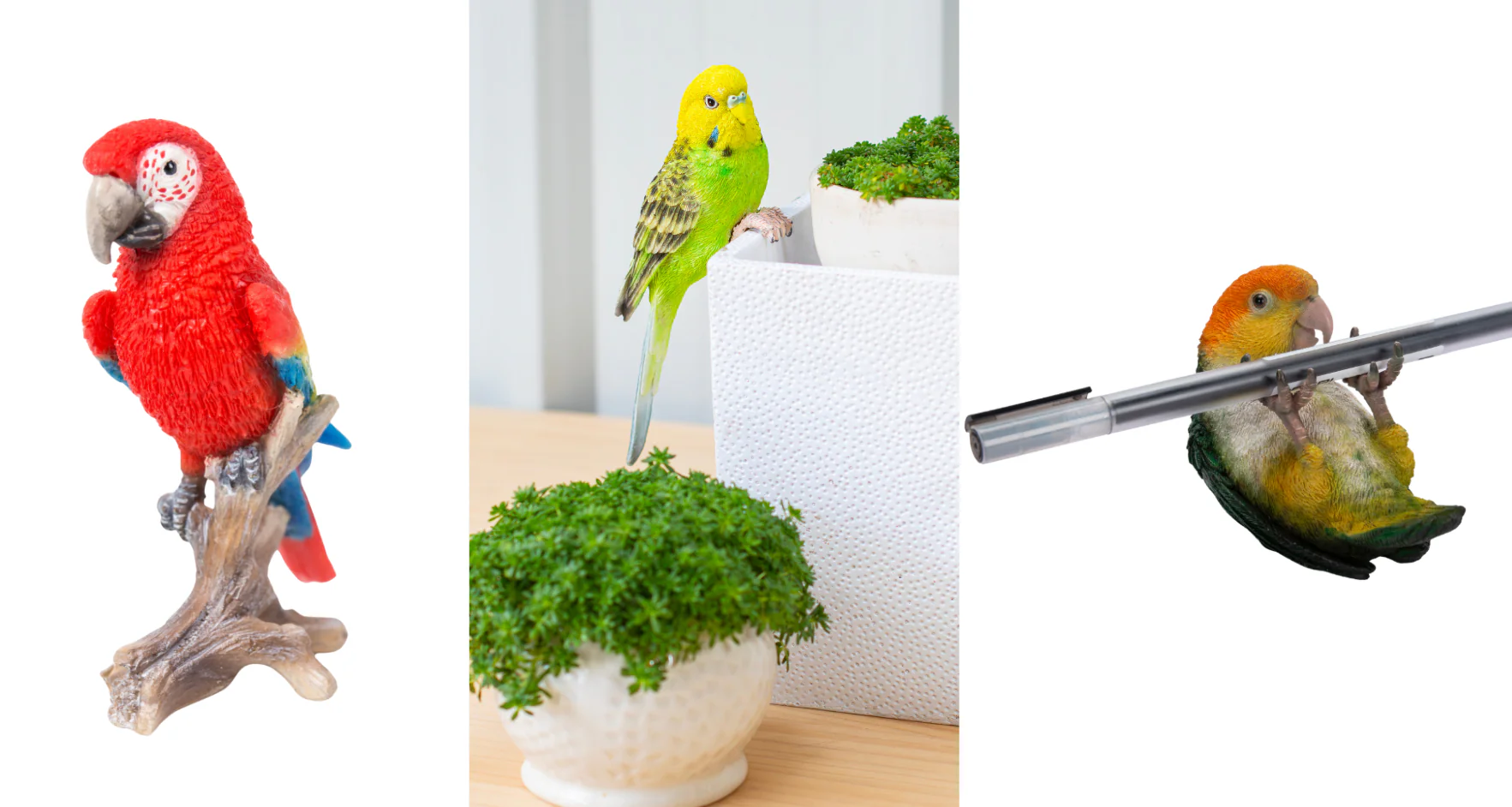 インコとオウムの日バナー