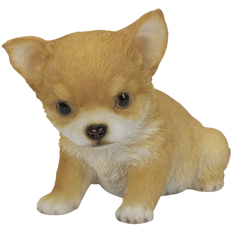 左向きに座るチワワレッド