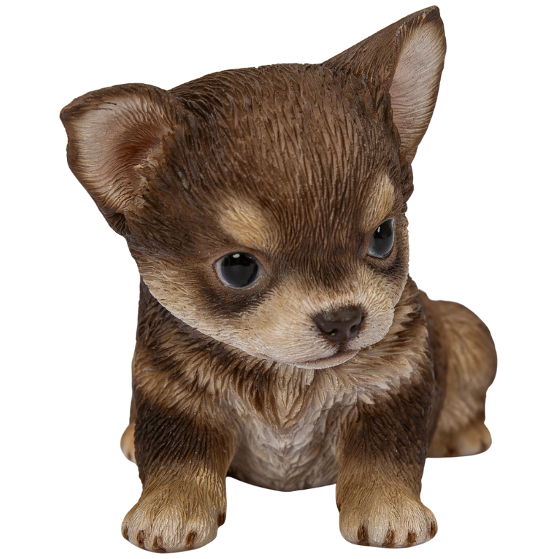 左向きに座るチワワブラウン