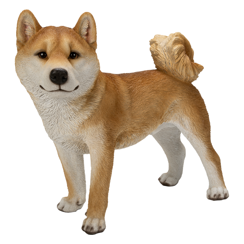 左向きに立つ柴犬（大）