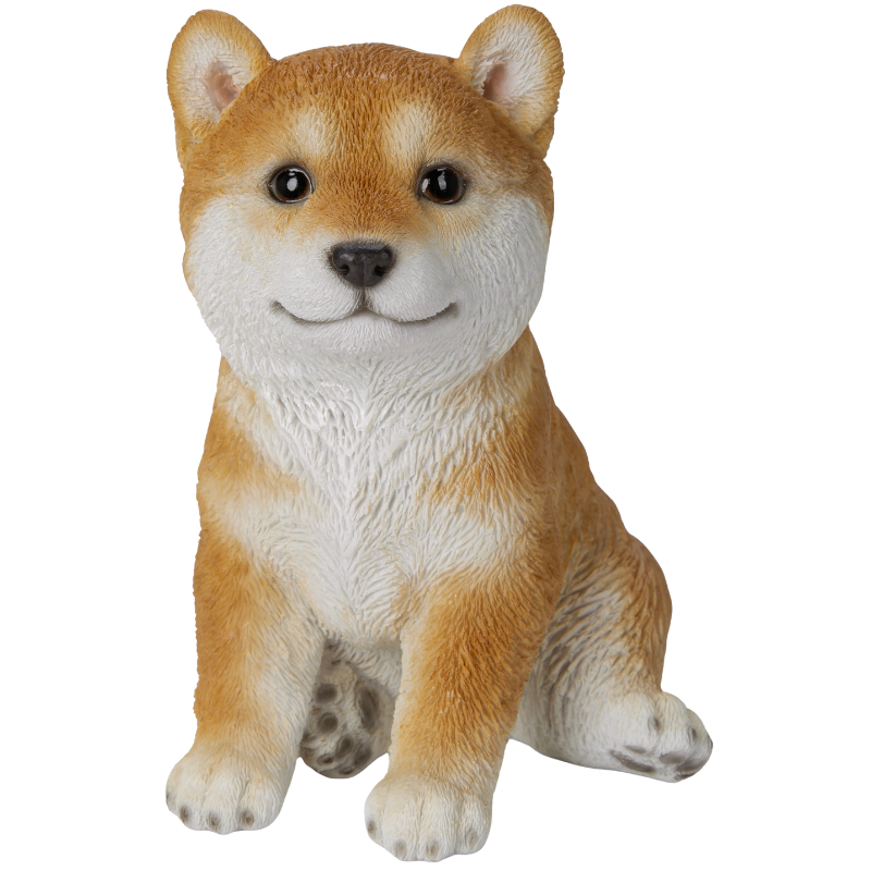 柴犬（中）